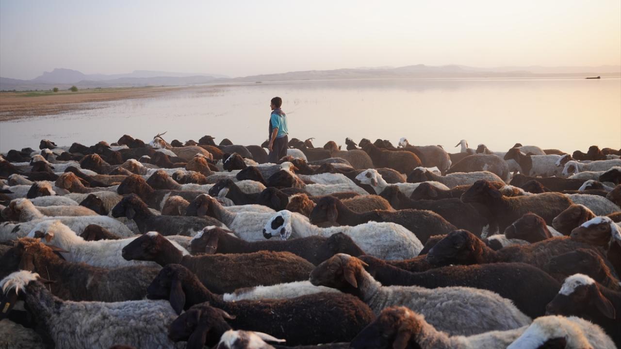 Çobanlar, artan sıcaklar nedeniyle hayvanların telef olmasından korkuyor