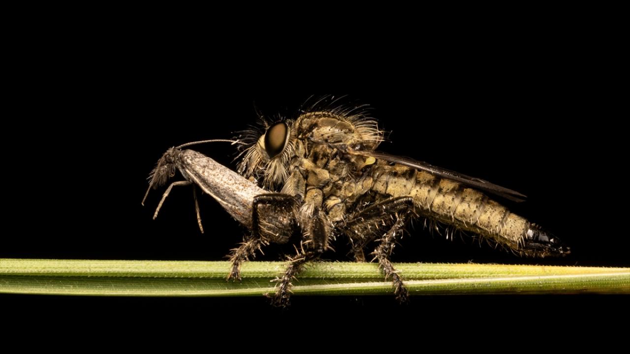 Asilidae Avcı Sinek