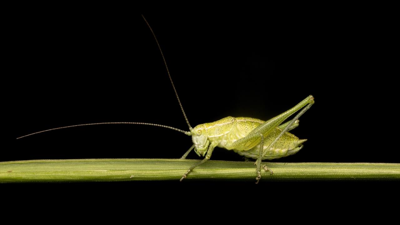 Yeşil benekli çekirge