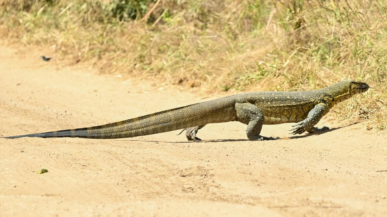 Komodo ejderleri