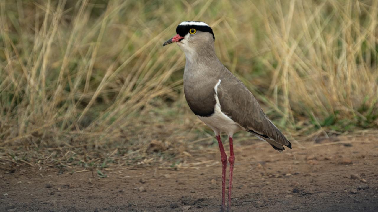Taçlı kız kuşları