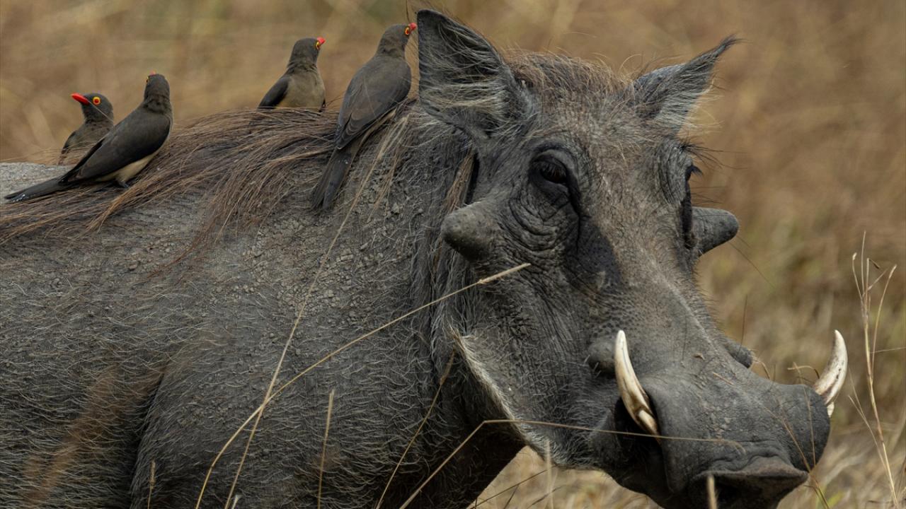 "Yaban domuzu" ve üzerine konan "kırmızı gagalı öküz kakan"