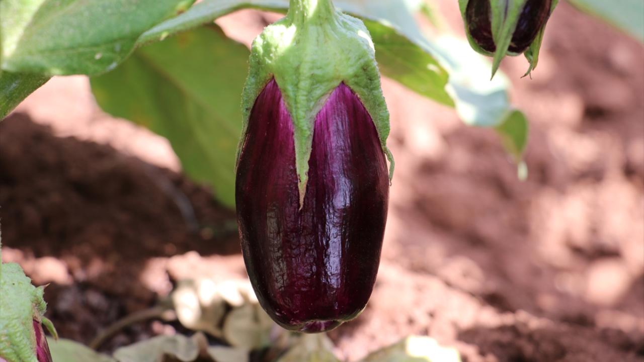 Yalangoch oqituvchi fotosuratlar Porno xonim kino