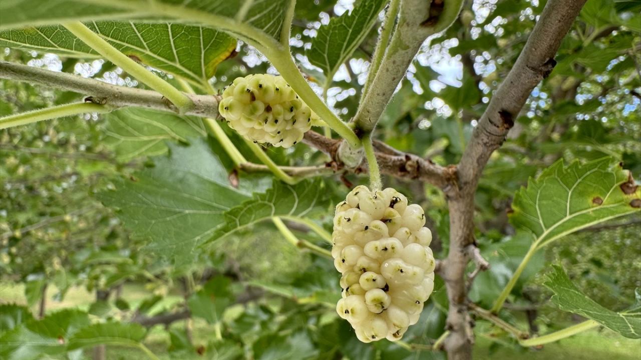 "İnşallah ihracat gelişir, bunun mücadelesini veriyoruz"