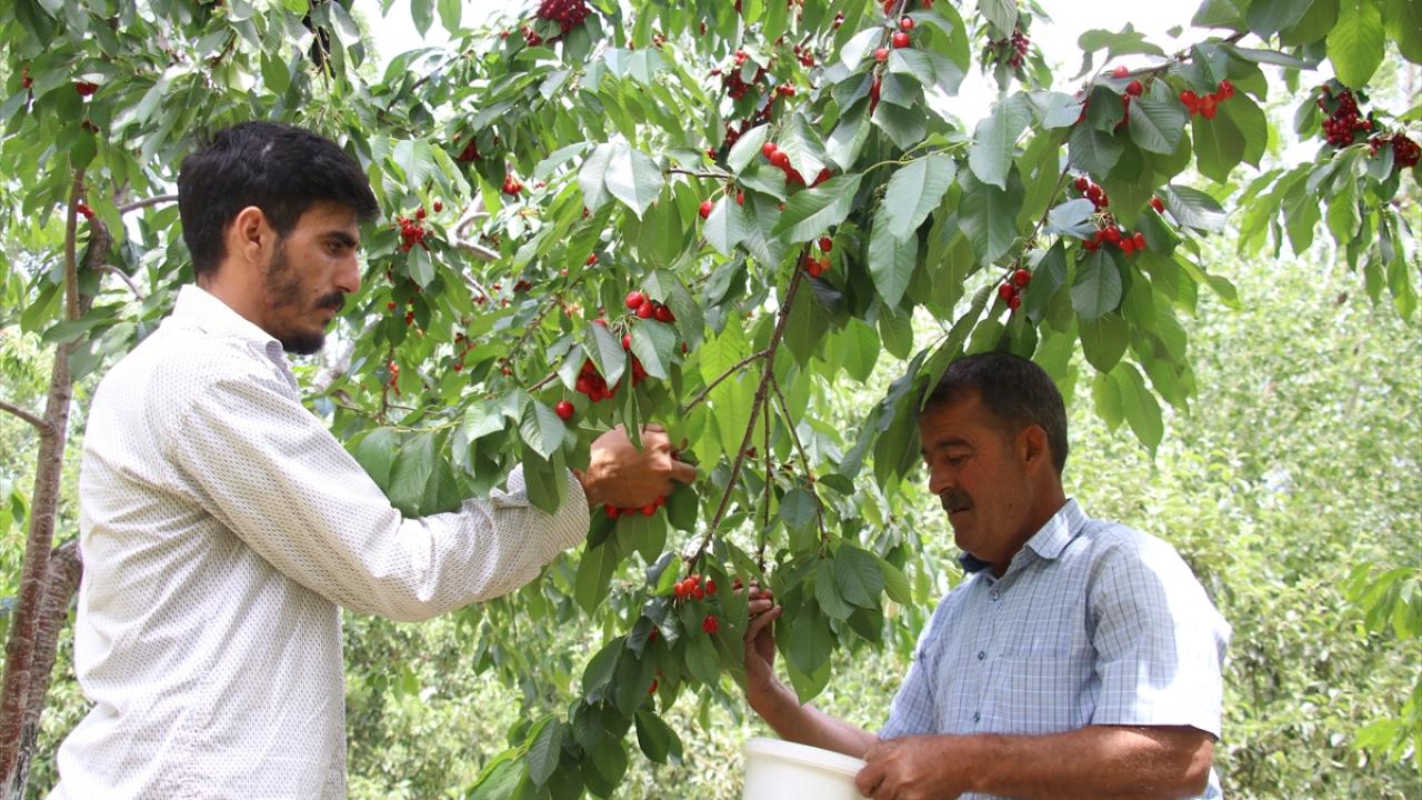 "Fidelerime baktım, büyüttüm ve bu duruma getirdim"