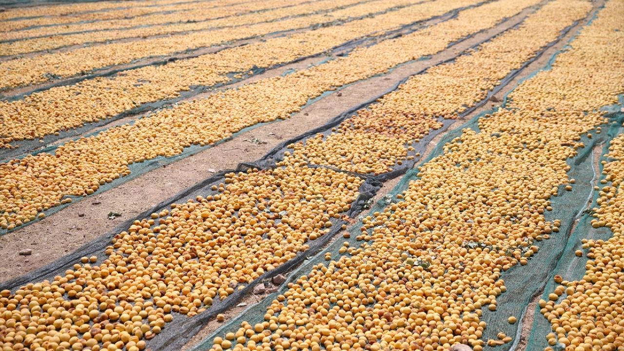Kuru kayısıda 107 bin ton rekolte bekleniyor