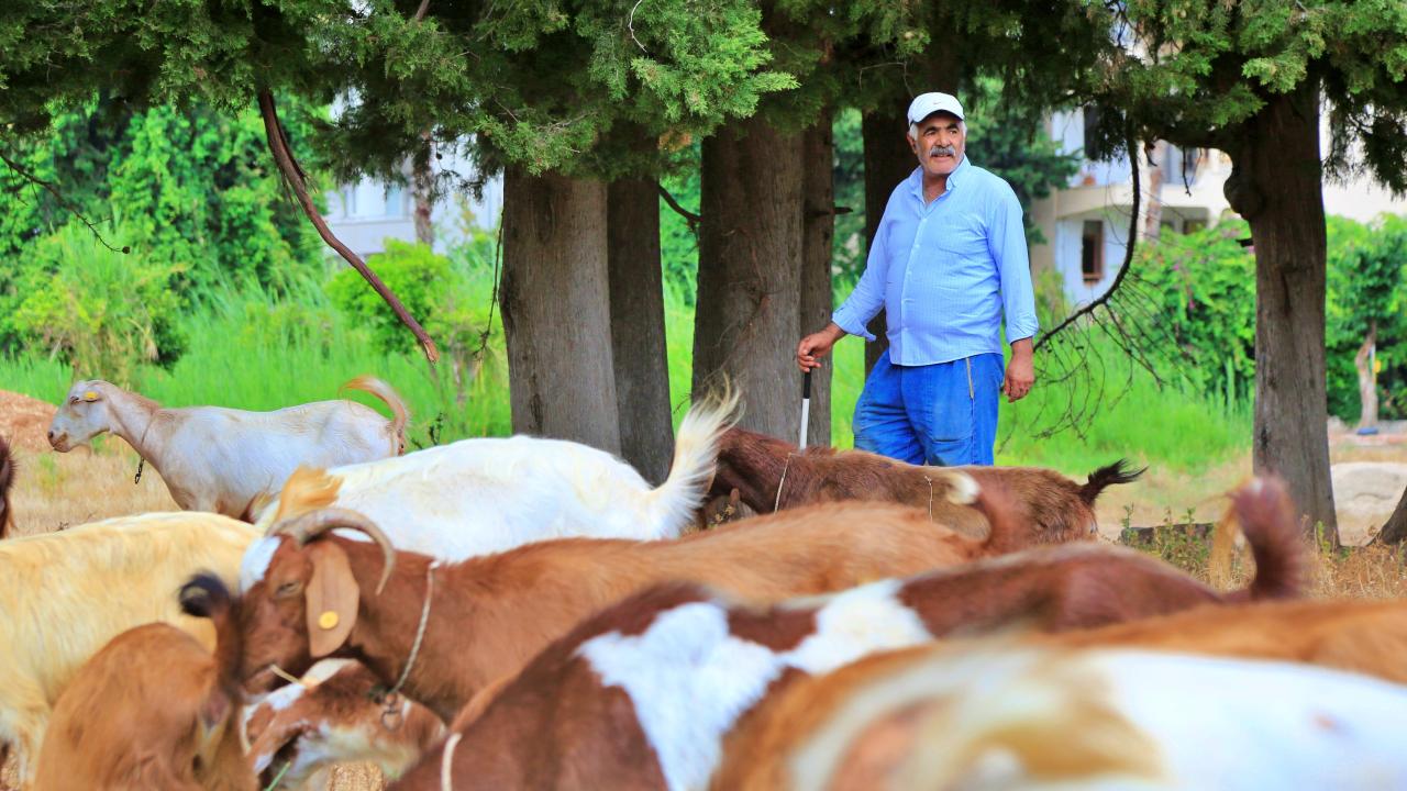 "Eskiden her evde çoban vardı"