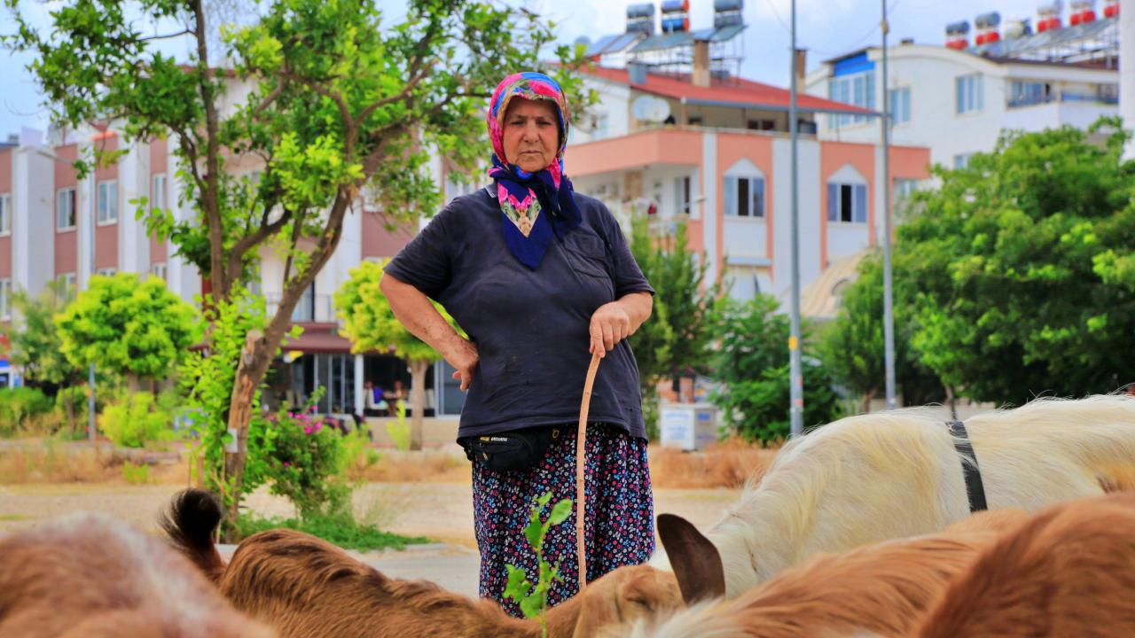 Villa, apartman ve otellerin arasında çobanlık yapıyor