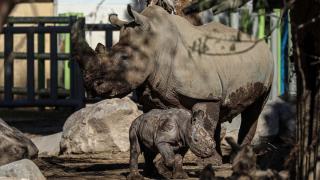 Şili Hayvanat Bahçesi nesli tükenmekte olan yeni yavru beyaz gergedanı tanıttı