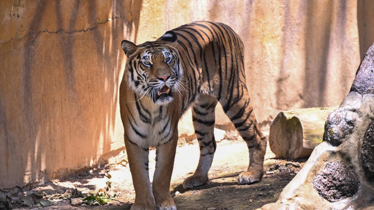 Turizme katkı sağlıyor