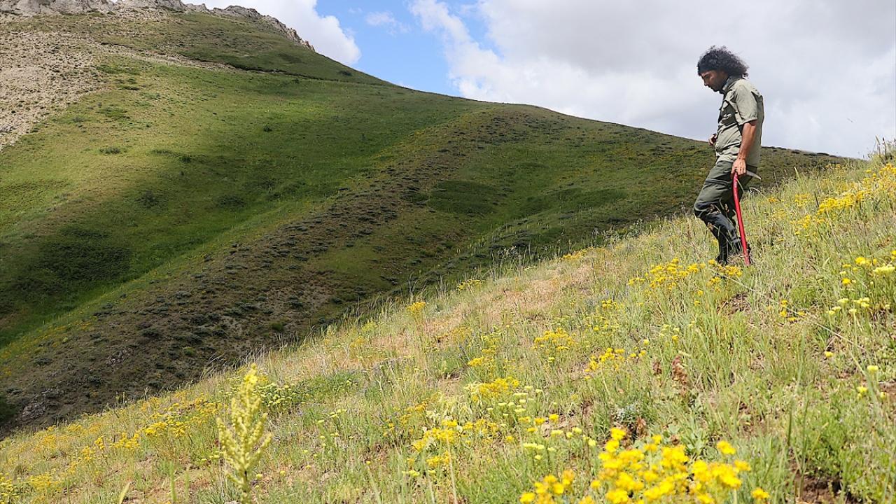 "Kop Dağı Geçidi yaklaşık 1000 çeşit bitki barındırıyor"