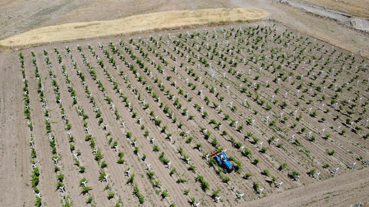 "`Bakarsan bağ olur` sözü çok doğru"