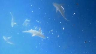 Akdeniz'in derinliklerinde köpek balığı sürüsüyle karşılaştılar
