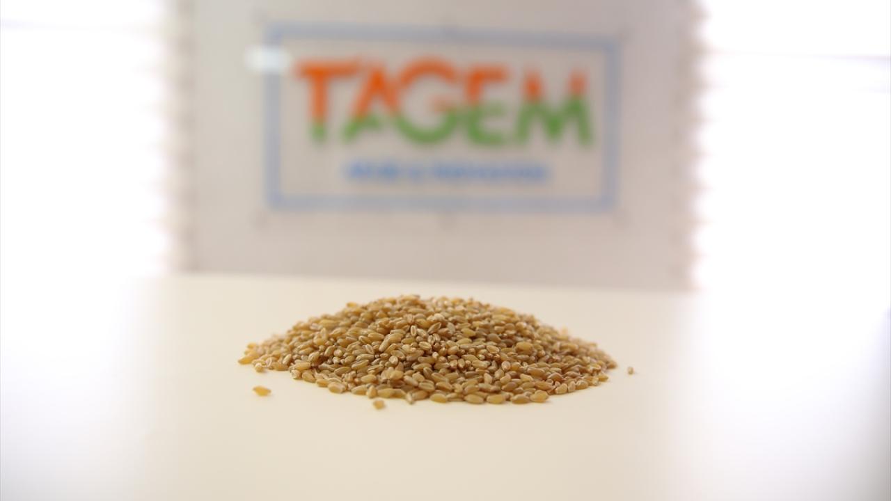 "Çiftçilerimiz 2025`ten itibaren bu çeşidi TİGEM`den temin edebilecek"