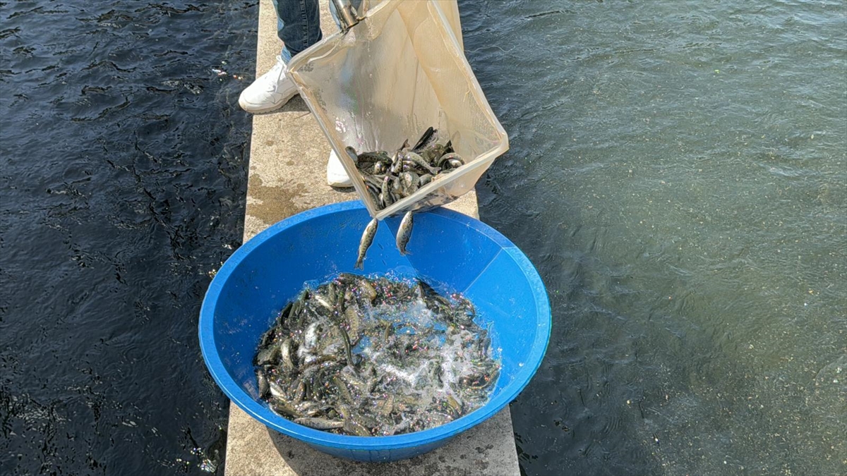 "3 milyon civarı yavru alabalık üretimi yapılmaktadır"