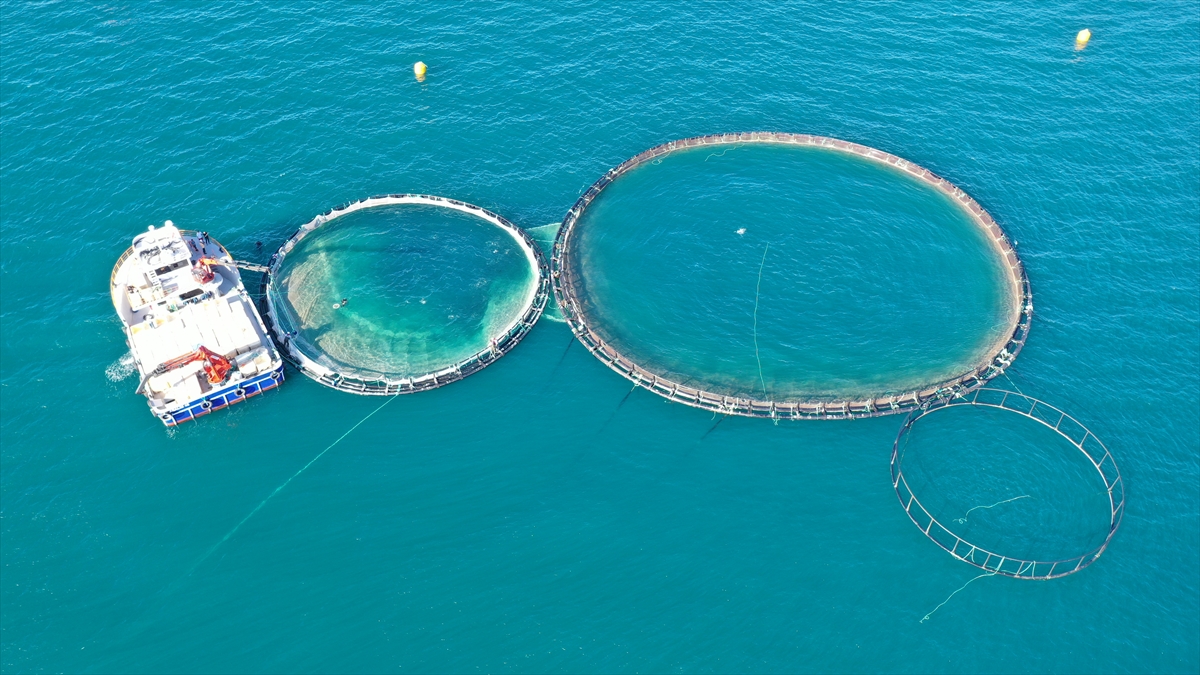 Düzköy açıklarında yetiştirilen balıklar 30`dan fazla ülkeye ihraç ediliyor