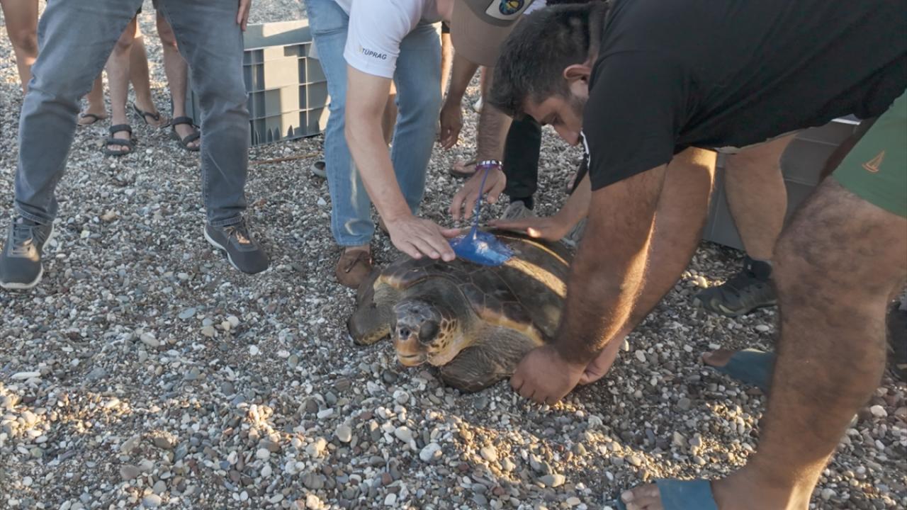 Nesli tehlike altındaki deniz kaplumbağaları korunuyo