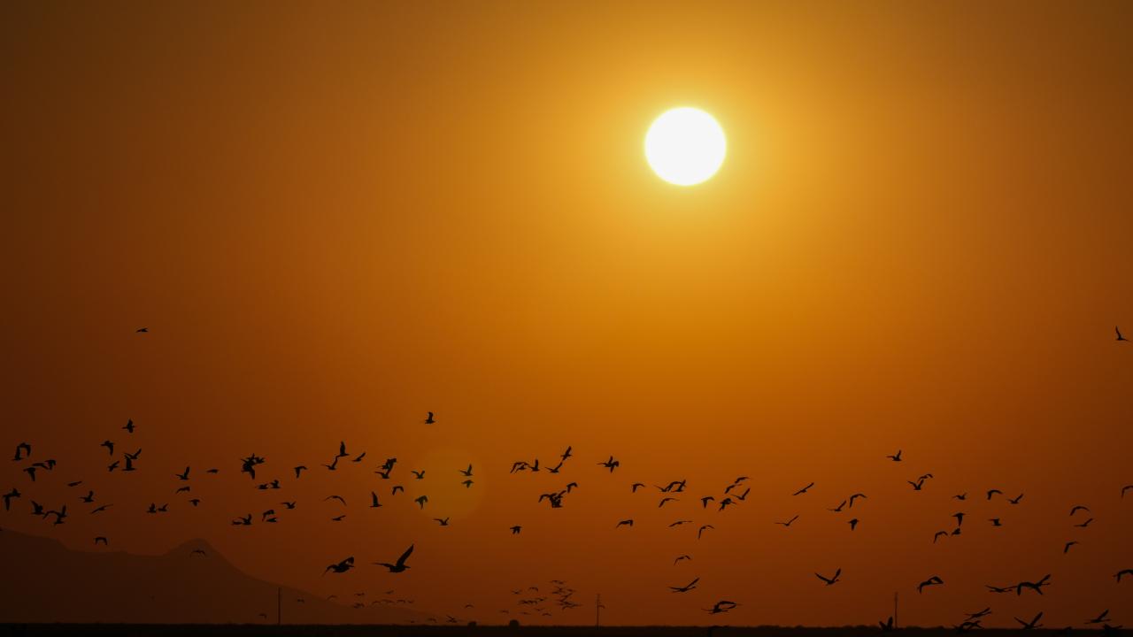 Dünyanın en büyük yapay flamingo adası