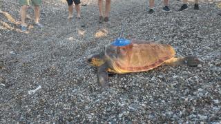 Uydu cihazı takılan "Altın" ve "Gümüş" adlı caretta carettalar denize bırakıldı