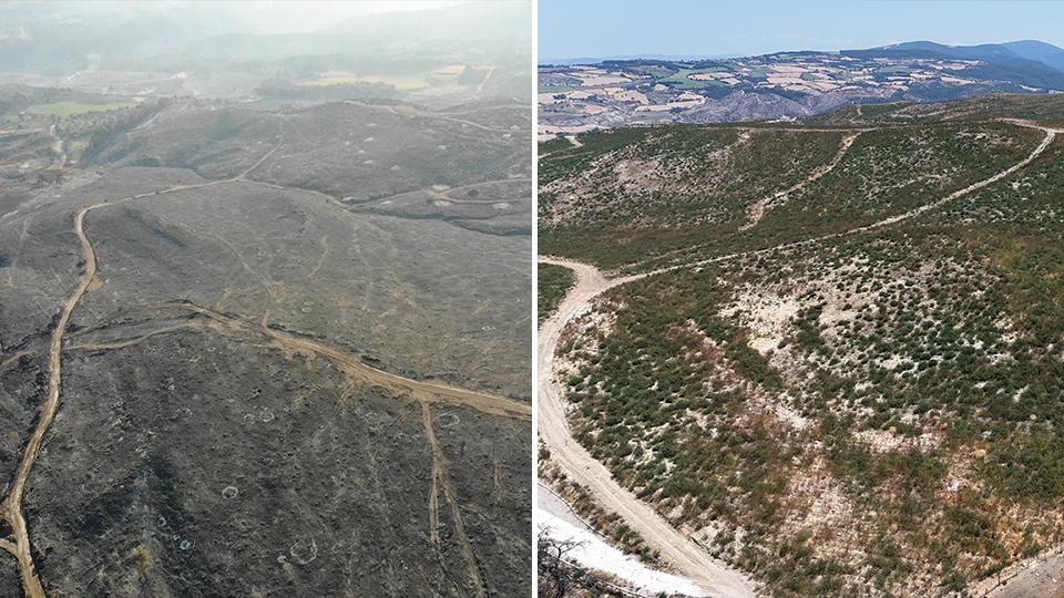 Yanan alanlar yeşermeye başladı