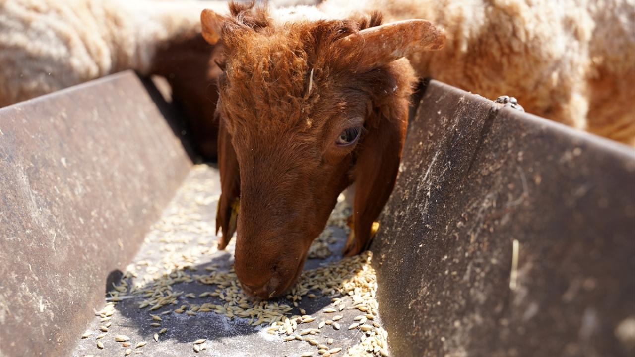 Hayvanlarını çocuğu gibi görüyor