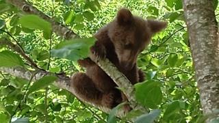 Rize'de köye inen ayı yavruları görüntülendi