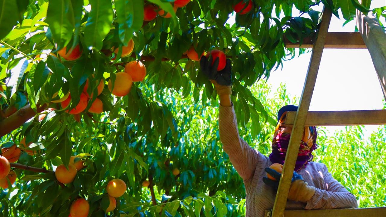 "Avrupa ülkelerine artık daha fazla şeftali gidecek"