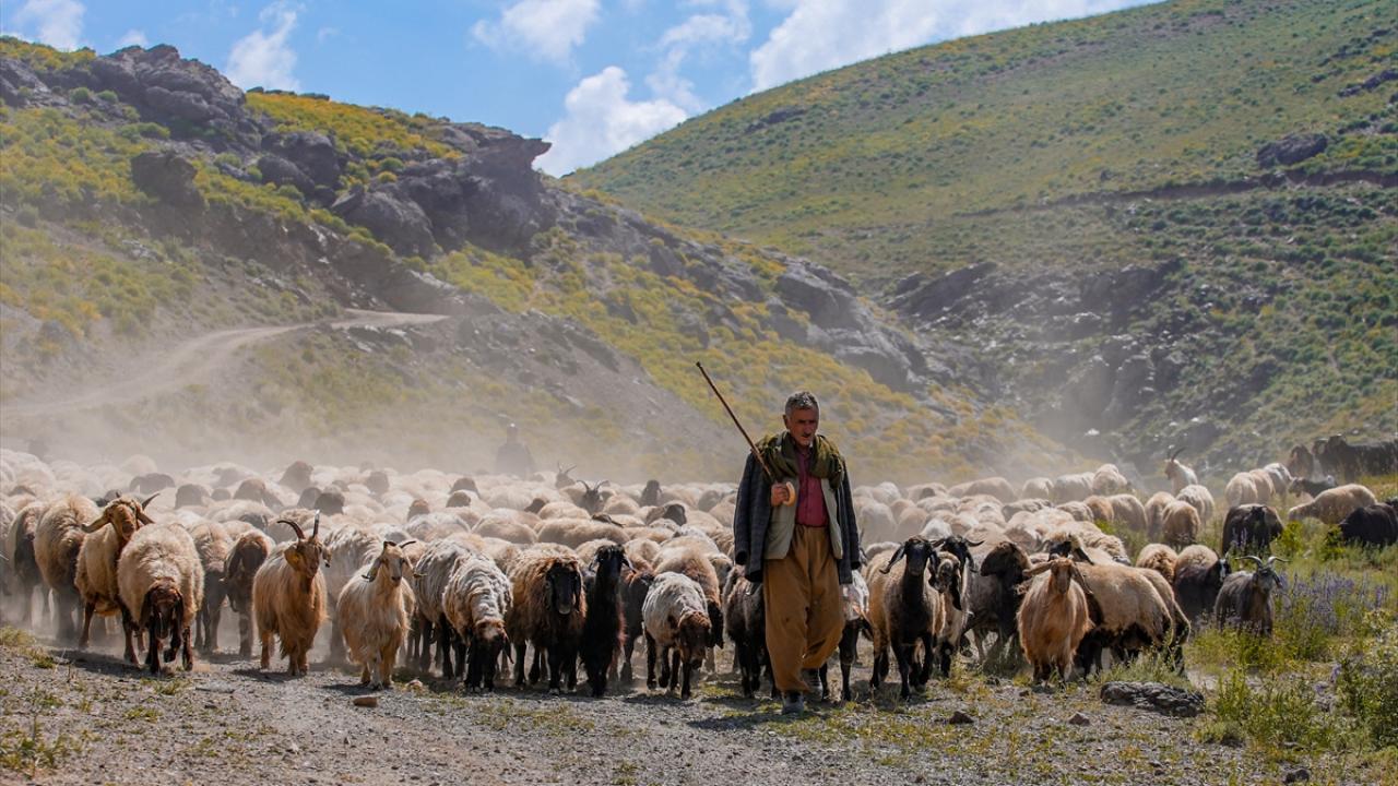 "Burada hayvanlarımız daha sağlıklı, et ve süt verimi daha iyi"