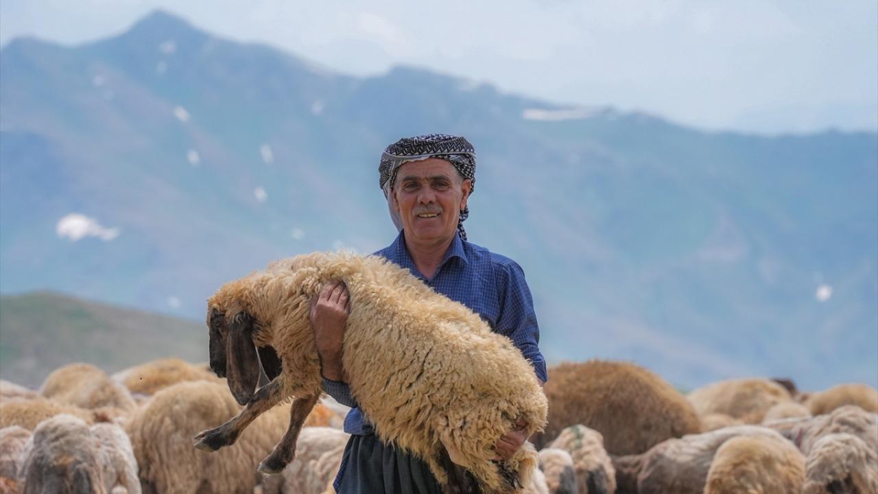 "400 bin küçükbaş hayvan yaz boyu burada olacak"