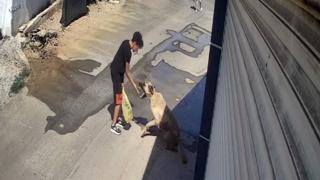 Beslediği sokak köpeği çocuğa saldırdı
