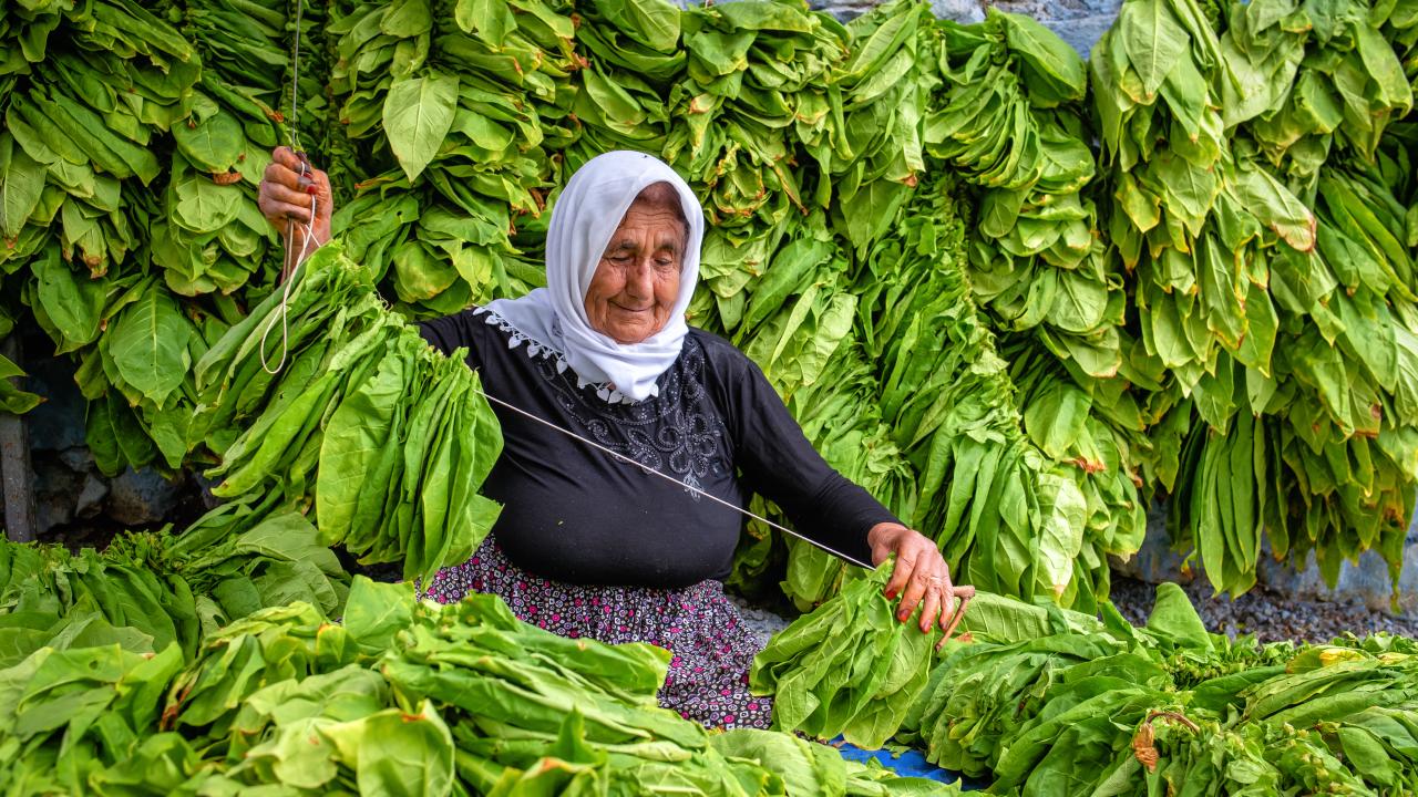 Hatay da T t n Hasad TRT Haber Foto Galeri Hatay da T t n Hasad TRT Haber Foto Galeri