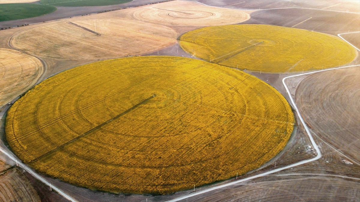 Ovada rengarenk çember tarlalar büyülüyor