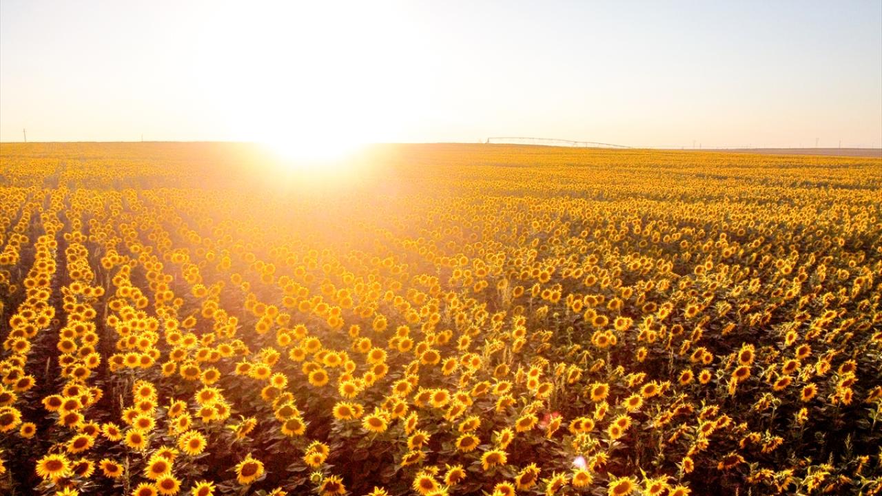 Ayçiçekler açtı tarlalar sarıya boyandı
