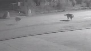 Başıboş köpekler kediye saldırdı