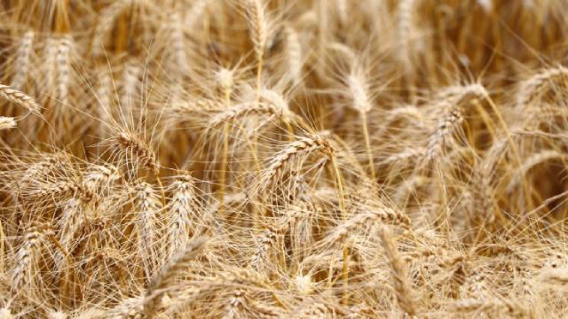 Tarım emtia piyasasında buğday rüzgarı haber görseli