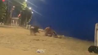 Sahilde güreş antrenmanı yapan gençlere köpek saldırdı