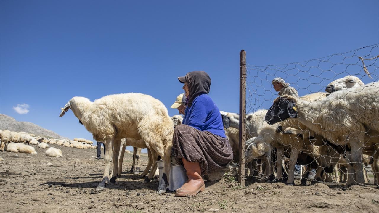 Koyunlardan günde iki kez süt sağılıyor