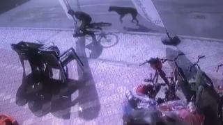 Sinop'ta ve Osmaniye'de başıboş köpek saldırısı