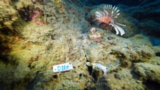 Dünyanın en eski ticaret gemisi batığında kazı çalışmaları sürüyor