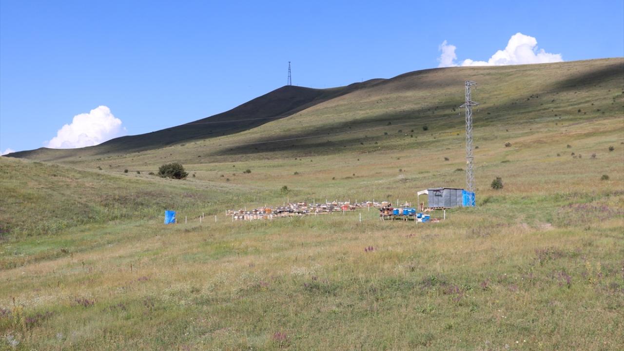 "Arıcılık güzel bir hastalık"