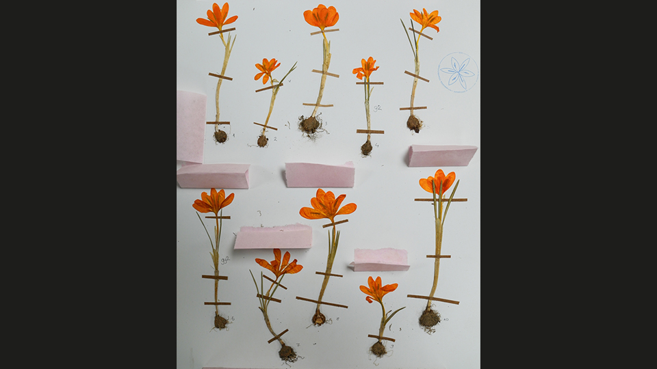 Biyolojisi hala anlaşılmaya çalışılıyor