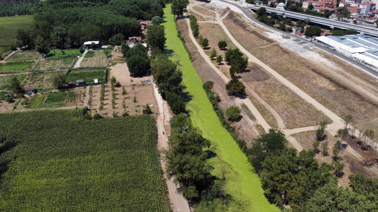 Nehrin yüzeyi yosun ve su mercimekleri ile kaplandı