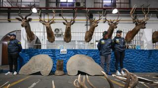 Arjantin yasadışı avcılığını gerçekleştiren çeteye operasyon düzenledi