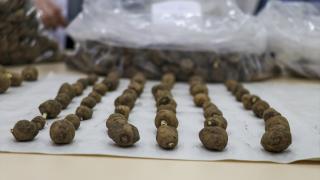 Van'da ele geçirilen 2 bin 900 salep yumrusu koruma altına alındı