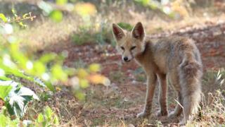Tilki ile Mustafa amcanın gülümseten pazarlığı