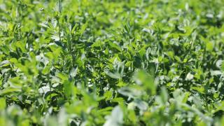 Yonca hayvan yemi olarak kullanılıyor