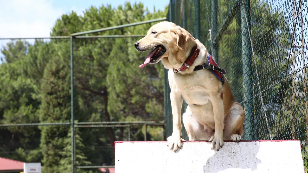 "6 Şubat depremlerinde köpeklerimiz etkin olarak kullanıldı"