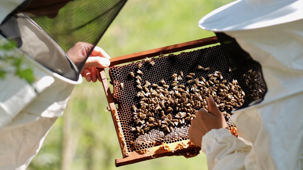 "Son 2-3 yıl içerisinde arılar üzerinde iklimsel değişimler daha fazla etkili olmaya başladı"