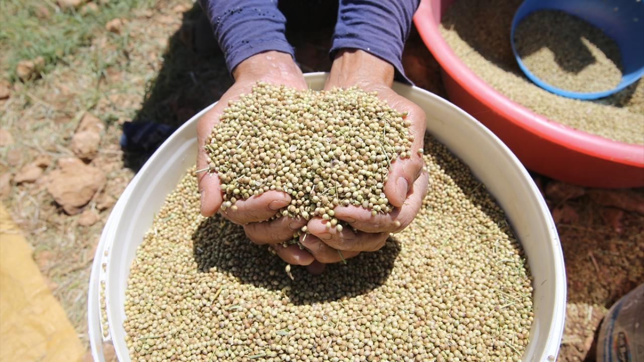 "Bu sene verim ve kalite çok güzel"