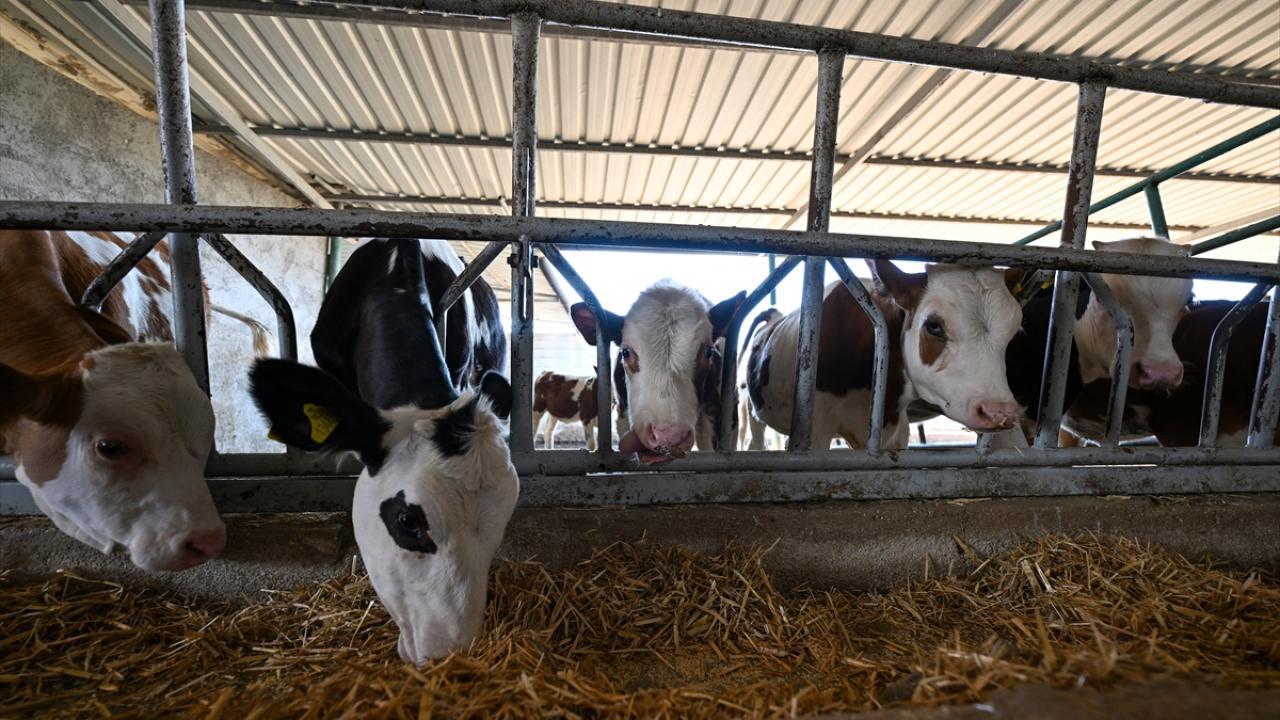 "800 gram tohumdan 12 ton ürün"